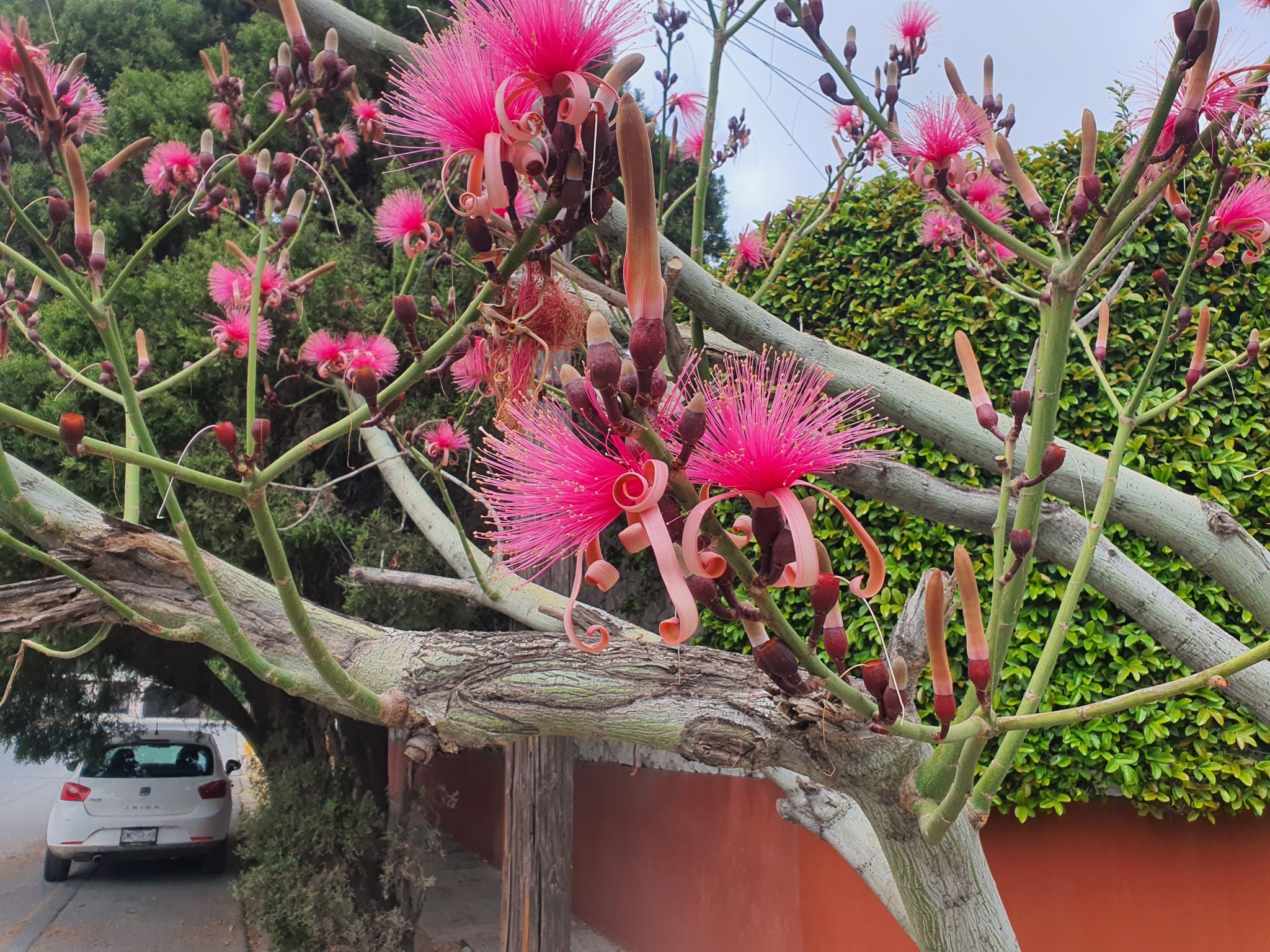 Pseudobombax ellipticum